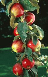 columnar apple tree from Raintree Nursery